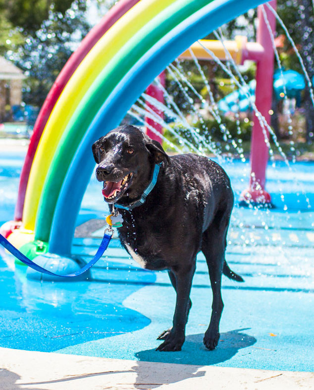Dog Joy Splash Park Dog Joy Splash Park